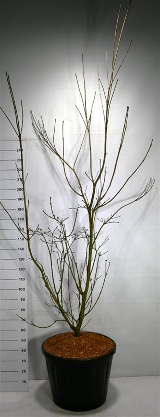 Storblommig kornell – Cornus &