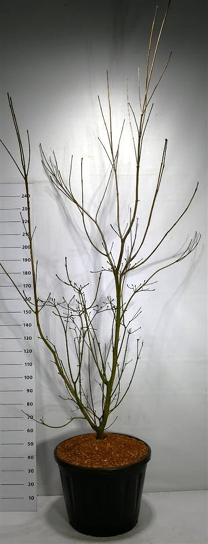 Storblommig kornell – Cornus &