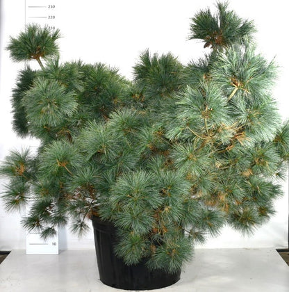 Västra vit­tall – Pinus strobus &
