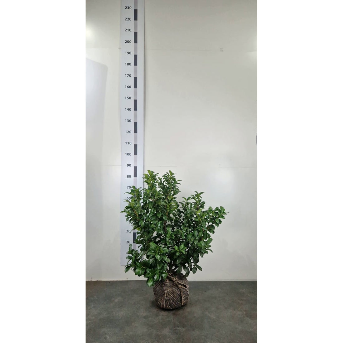 Lagerhägg – Prunus laurocerasus &