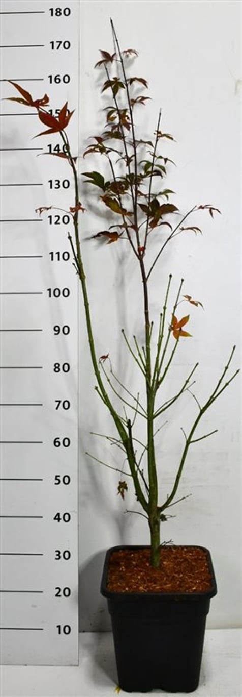 Japansk lönn – Acer palmatum &