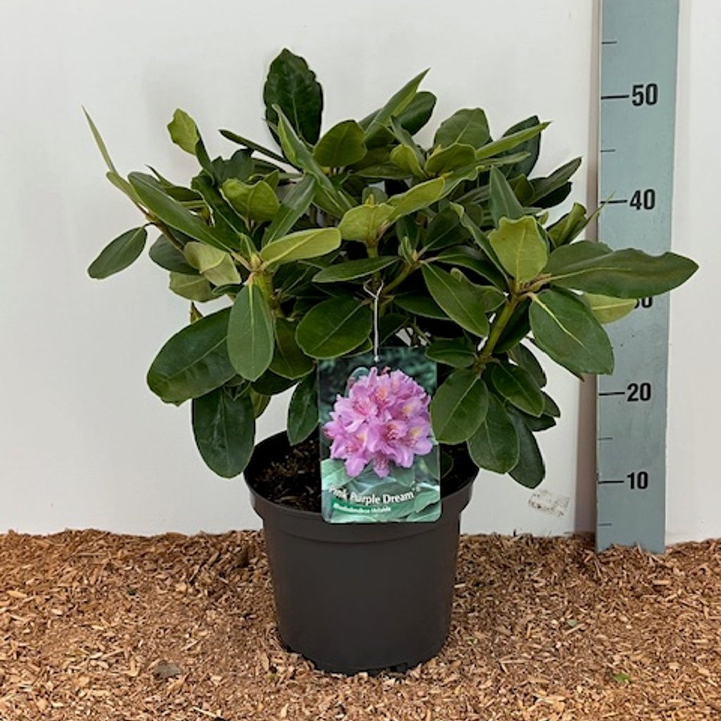 Rhododendron – Rhododendron 'Pink Purple Dream'® - C5 30-40 CM