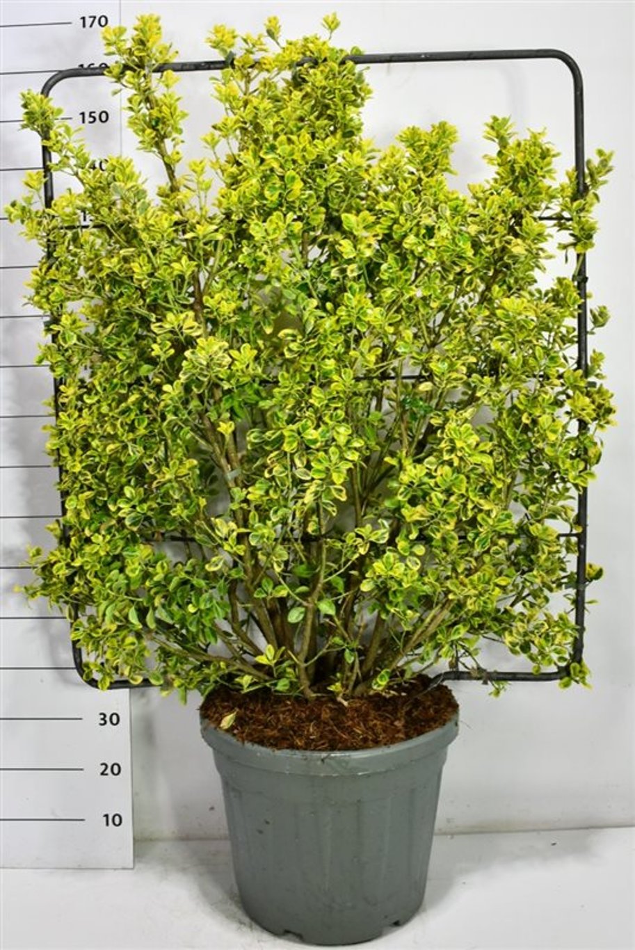 Japansk benved – Euonymus japonicus &