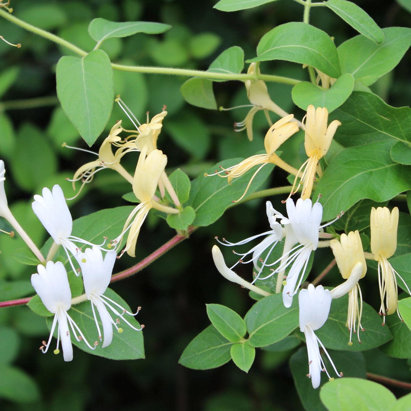 Kaprifol – Lonicera japonica 'Halliana' - C2 50-60 CM 3 Stick