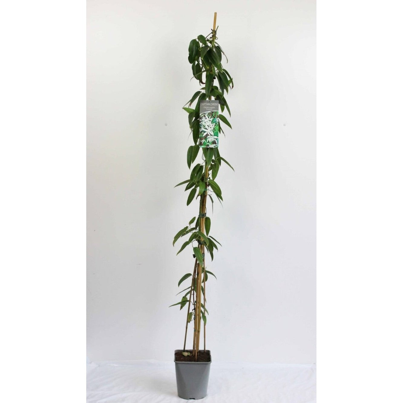 Klematis – Clematis armandii 'Snowdrift' - C5 125-175 CM Stick