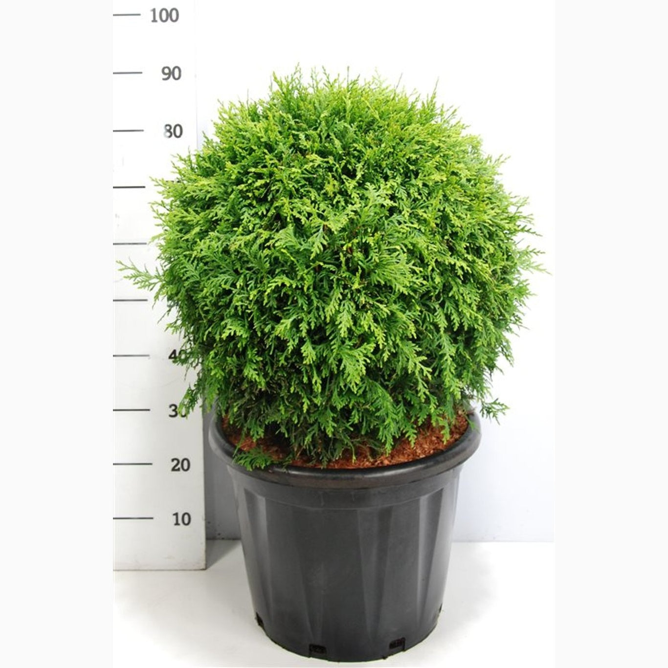 Thuja – Thuja occidentalis 'Brabant' - 50 CM Ball Cont.