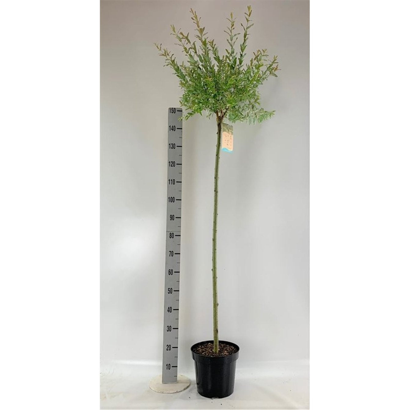 Japansk vide – Salix integra 'Hakuro-nishiki' - 125 CM Stem C5