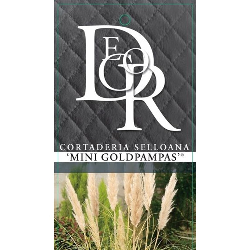 Pampasgräs – Cortaderia selloana 'Mini Goldpampas' - C5