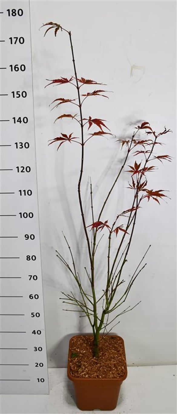 Japansk lönn – Acer palmatum &
