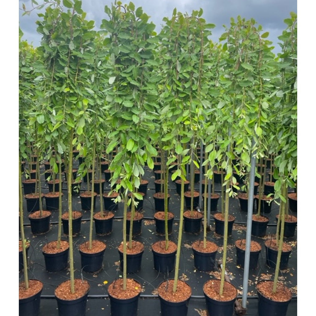 Hängsälg – Salix caprea 'Kilmarnock' - 180 CM Stem C7.5