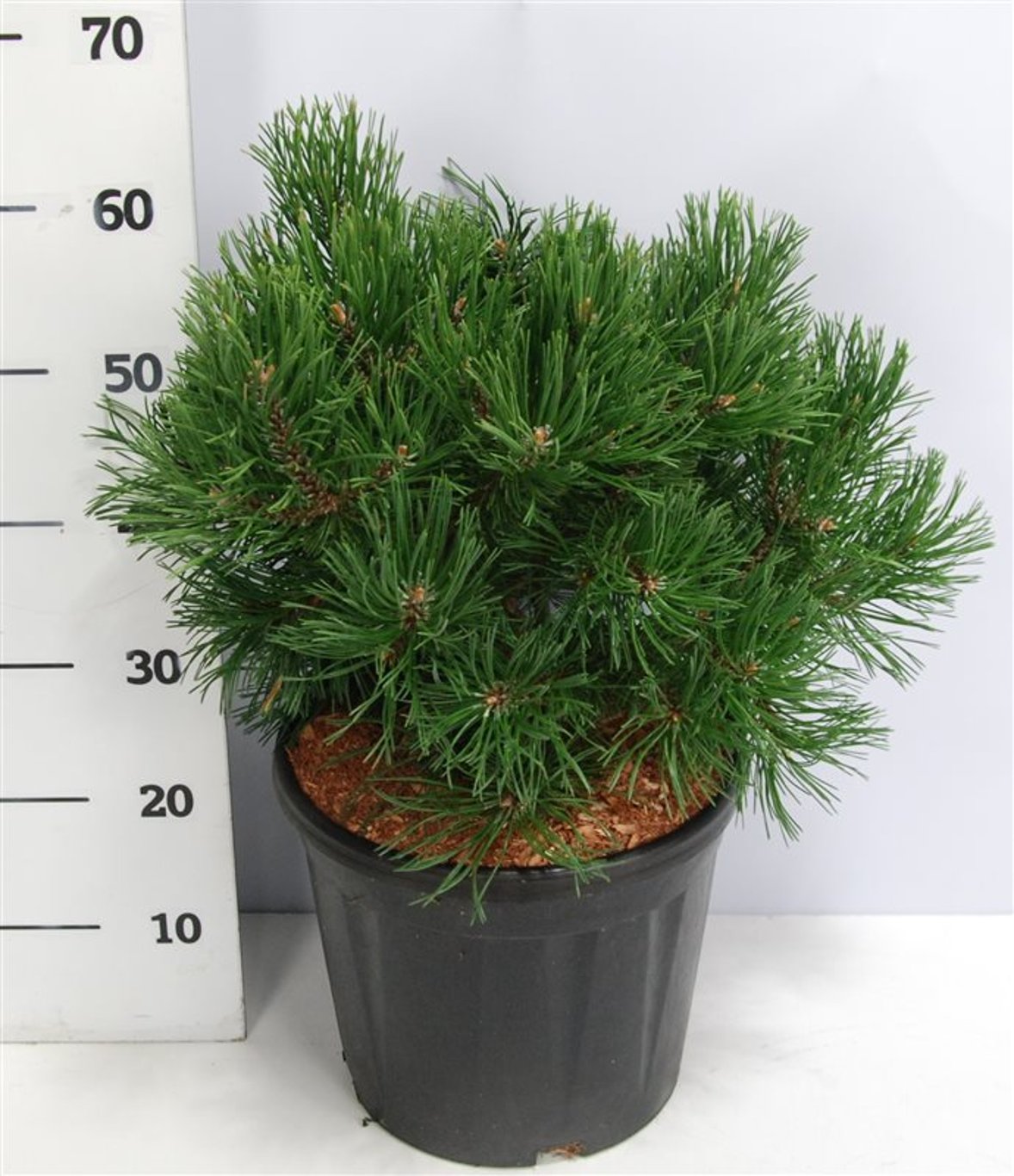 Bergtall – Pinus mugo &
