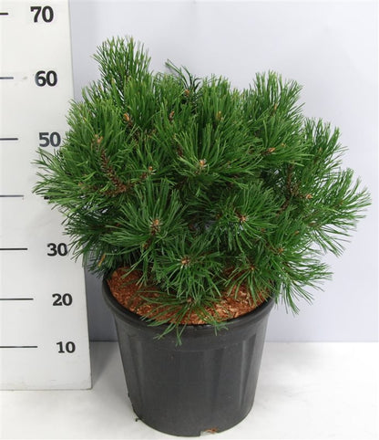Bergtall – Pinus mugo &