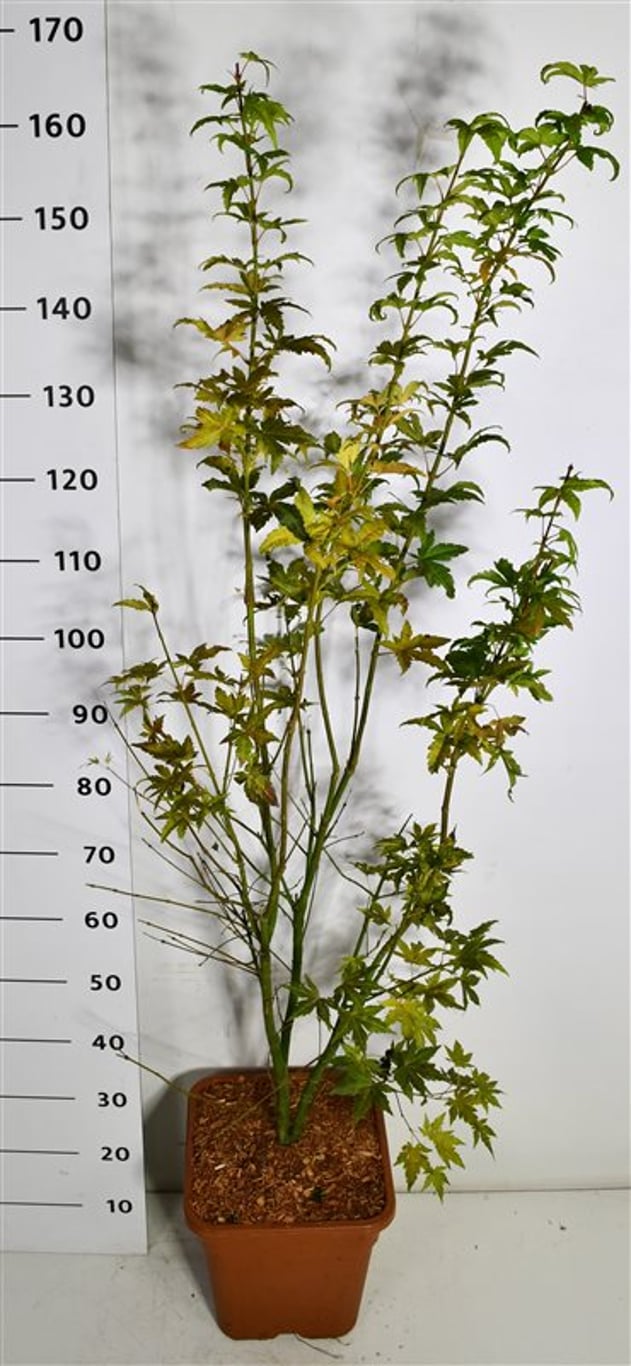 Japansk lönn – Acer palmatum &