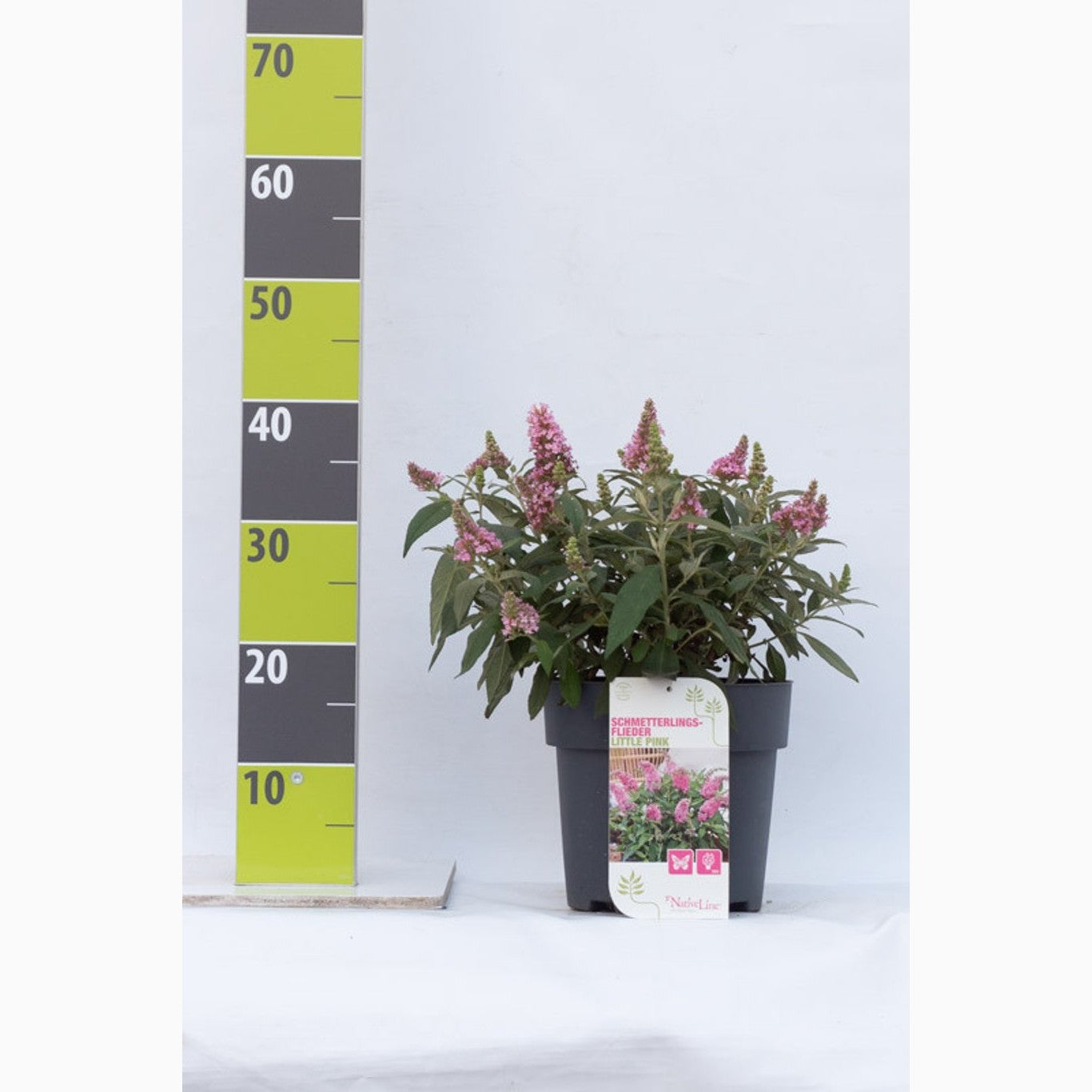 Sommarlilja – Buddleja d. 'B. Candy Little Pink' - C4,6 40-60 CM