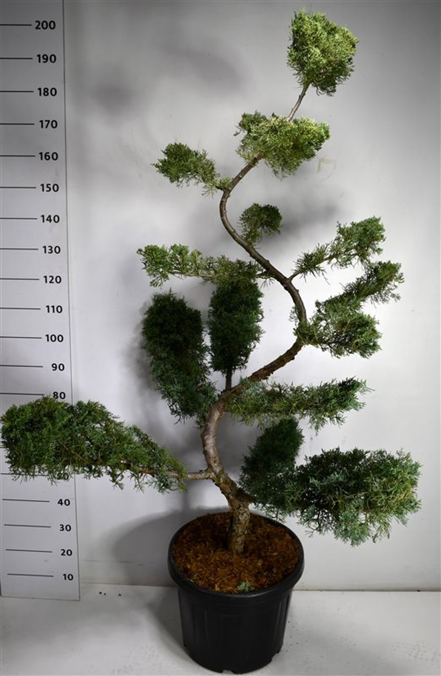 Pfitzer-en – Juniperus pfitzeriana 'Pfitzeriana Glauca' - C45 150-175 cm. Bonsai