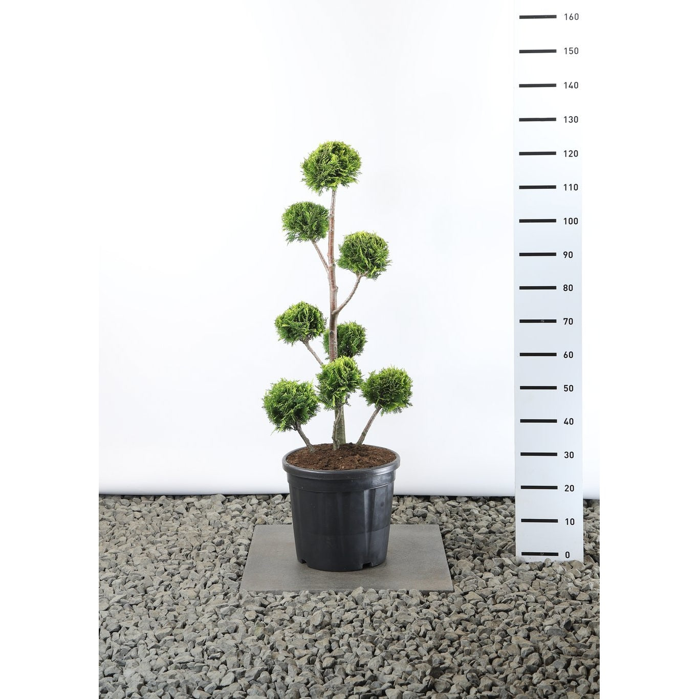 Ädelcypress – Chamaecyparis lawsoniana 'Stardust' - 80-100 CM PonPon Cont.