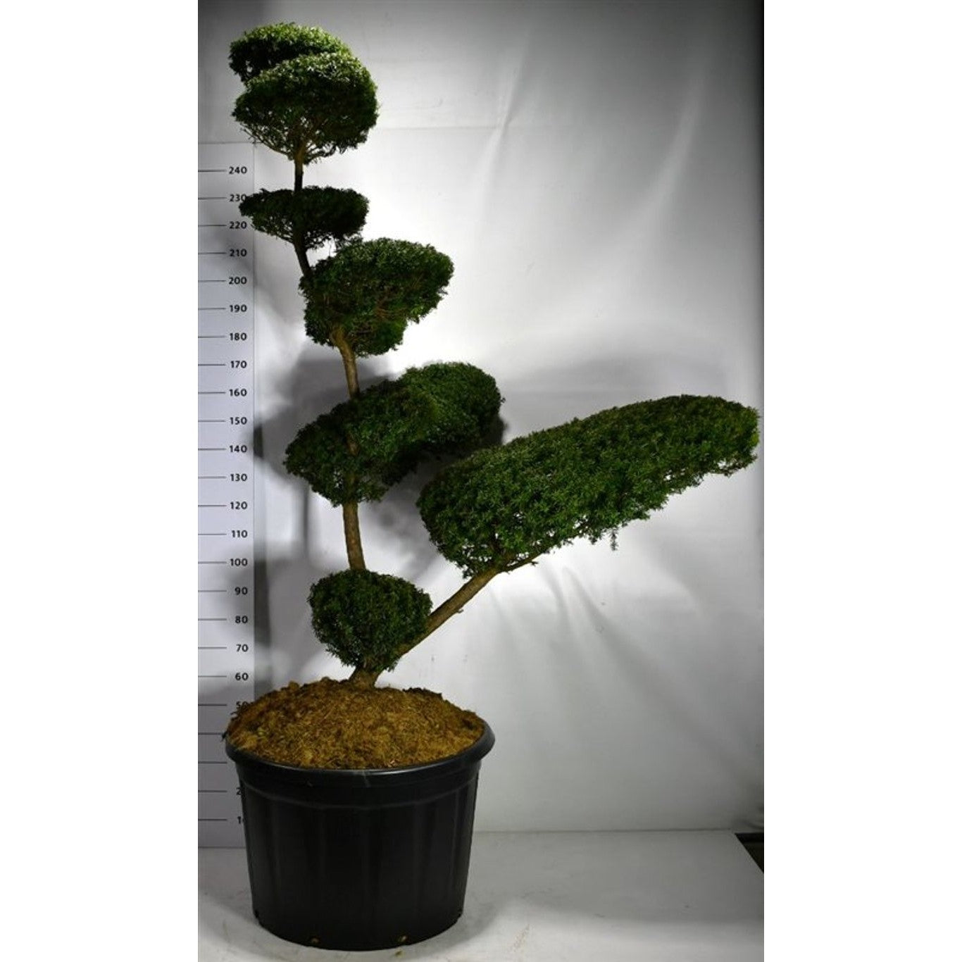 Japansk idegran – Taxus cuspidata - 180-200 CM Bonsai Cont.