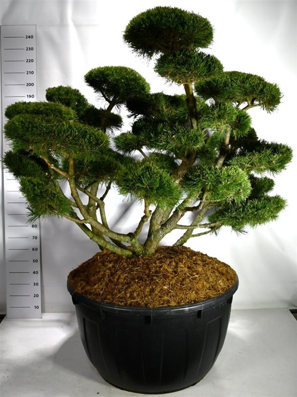 Bergtall – Pinus mugo &