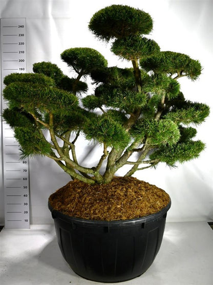 Bergtall – Pinus mugo &