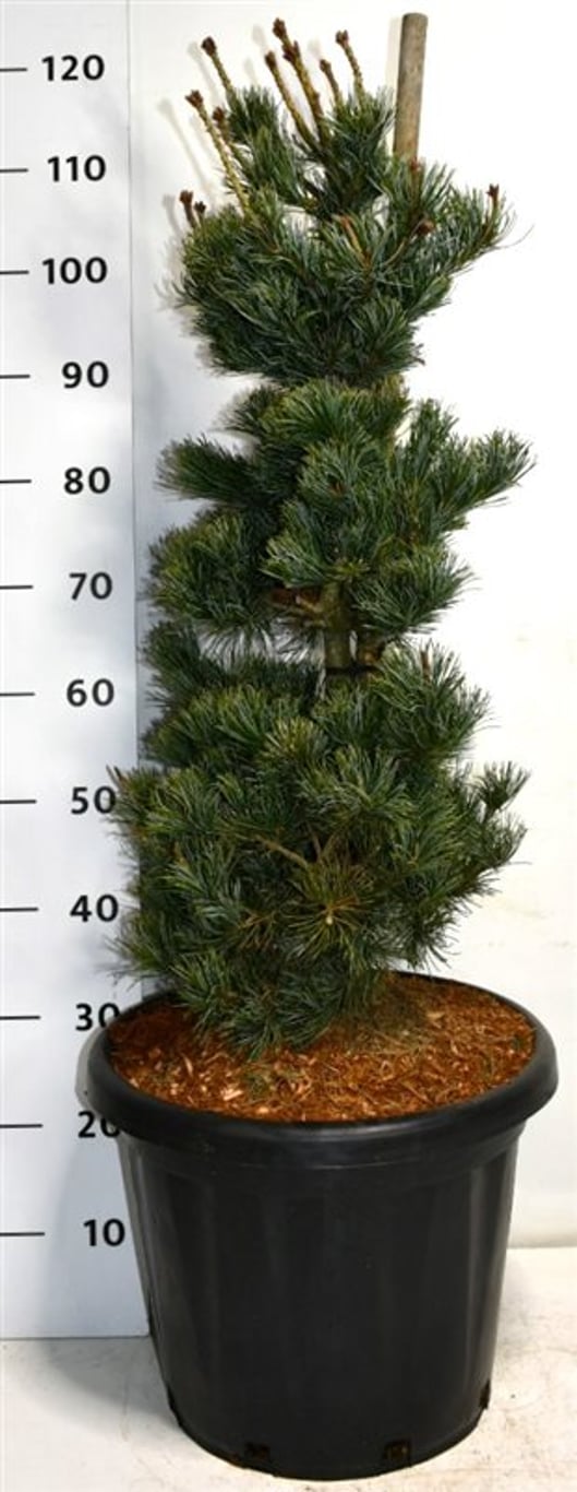 Japansk vit­tall – Pinus parviflora 'Negishi' - C25 60-80 cm.