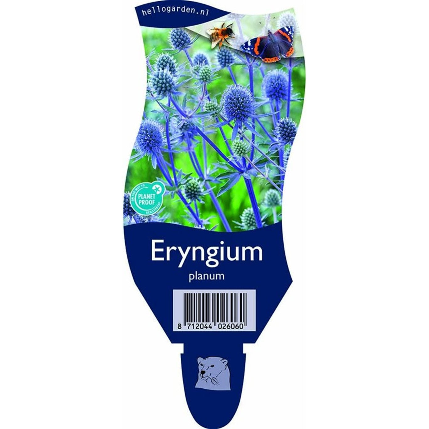 Martorn – Eryngium planum - P11
