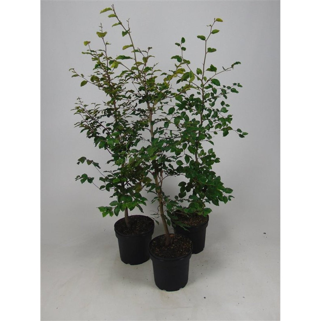 Blodbok – Fagus sylvatica - C5 100-125 CM