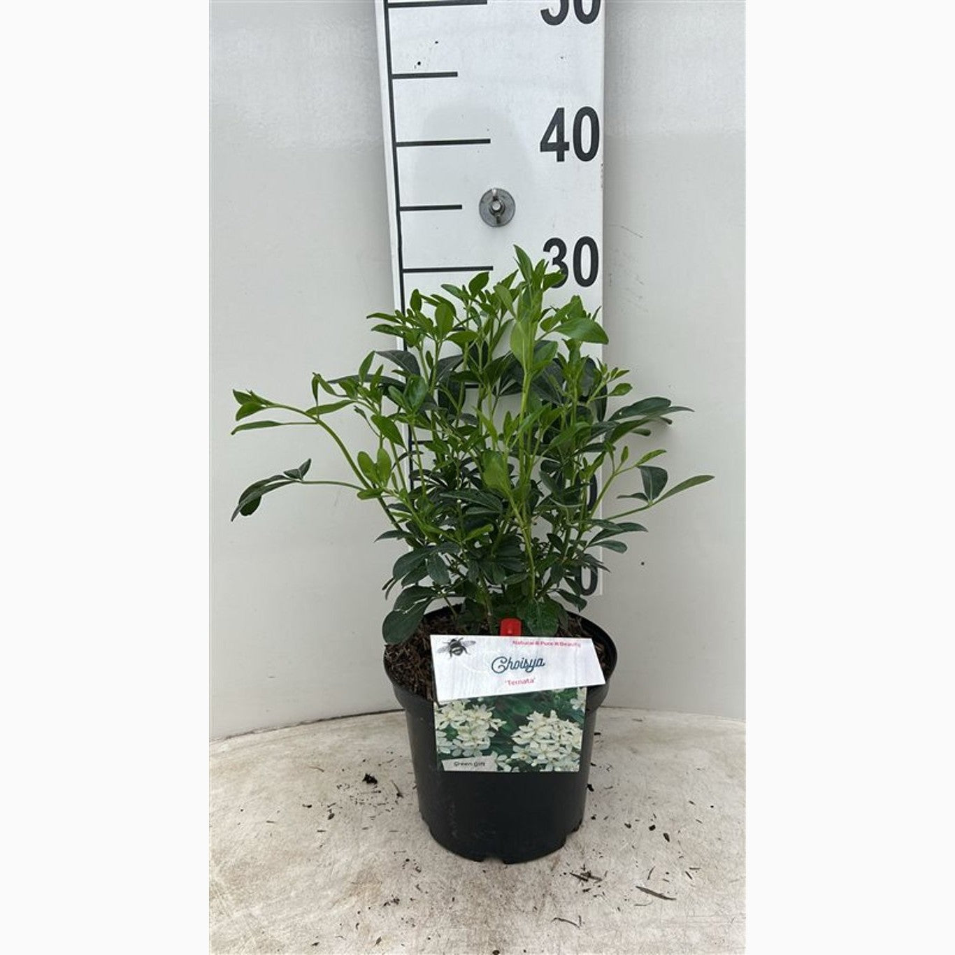 Mexikansk apelsinblomma – Choisya ternata - C3 25-30 CM