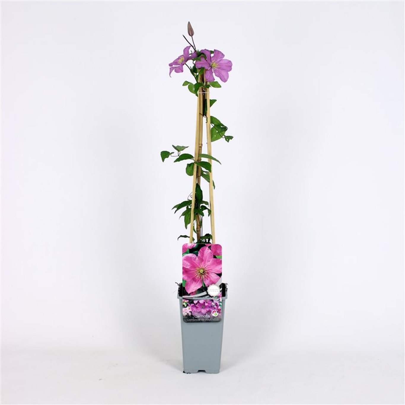 Klematis – Clematis 'Comtesse de Bouchaud' - C2 70/+ CM