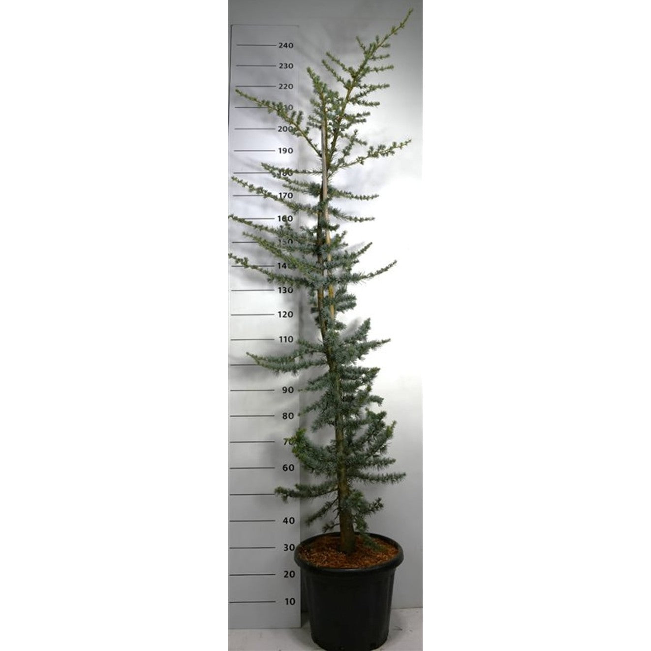 Libanonceder – Cedrus libani 'Glauca' - C25 220-240 CM