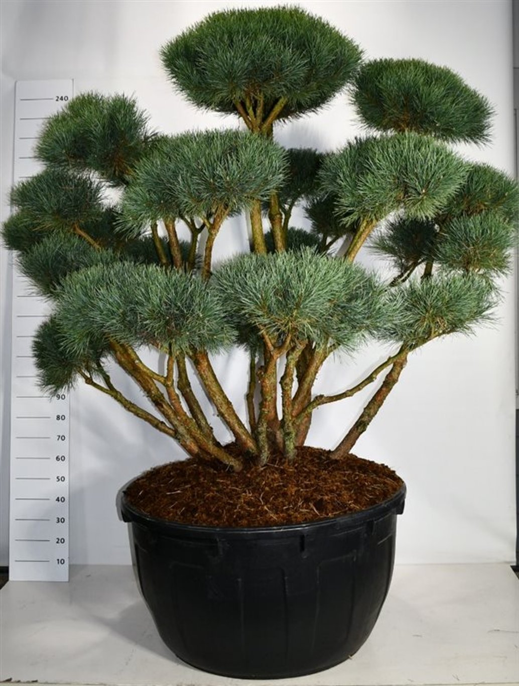 Tall – Pinus sylvestris 'Watereri' - C500 150-175 cm. Bonsai
