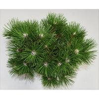 Svarttall – Pinus nigra 'Nana' - C5 30-40 cm.