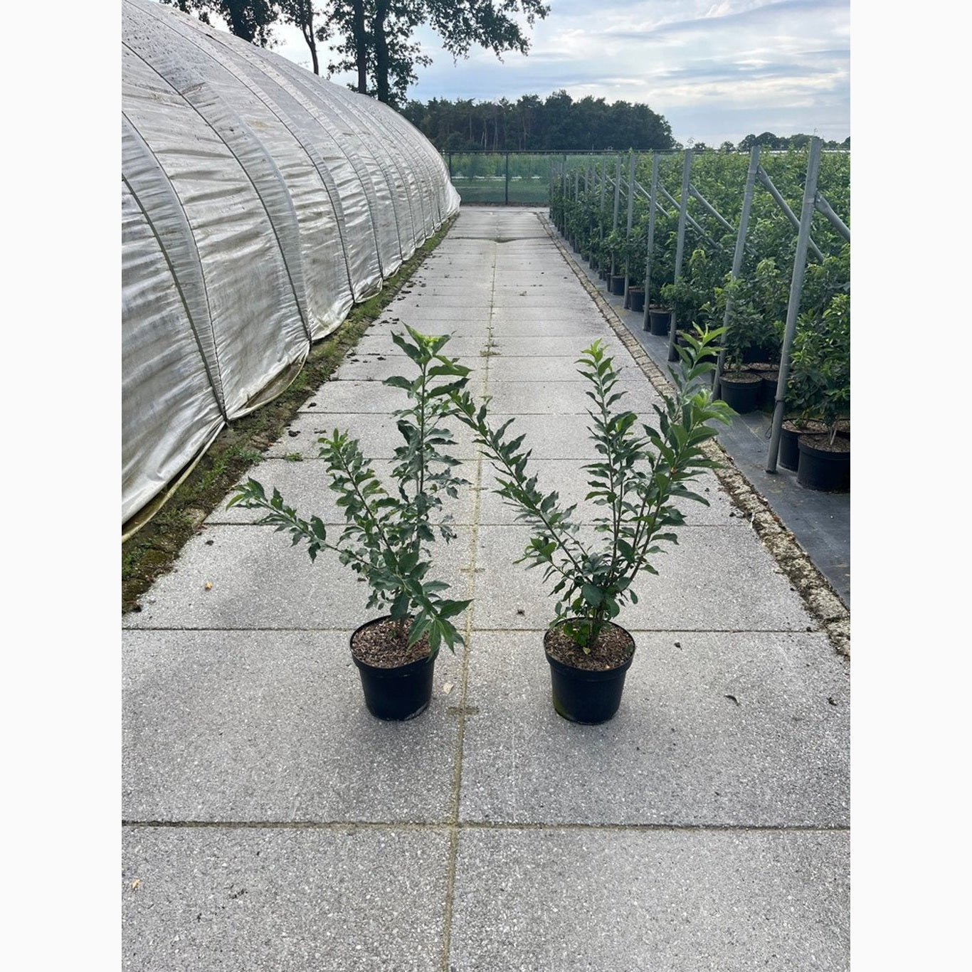 Benved – Euonymus europaeus - C7.5 60-80 CM