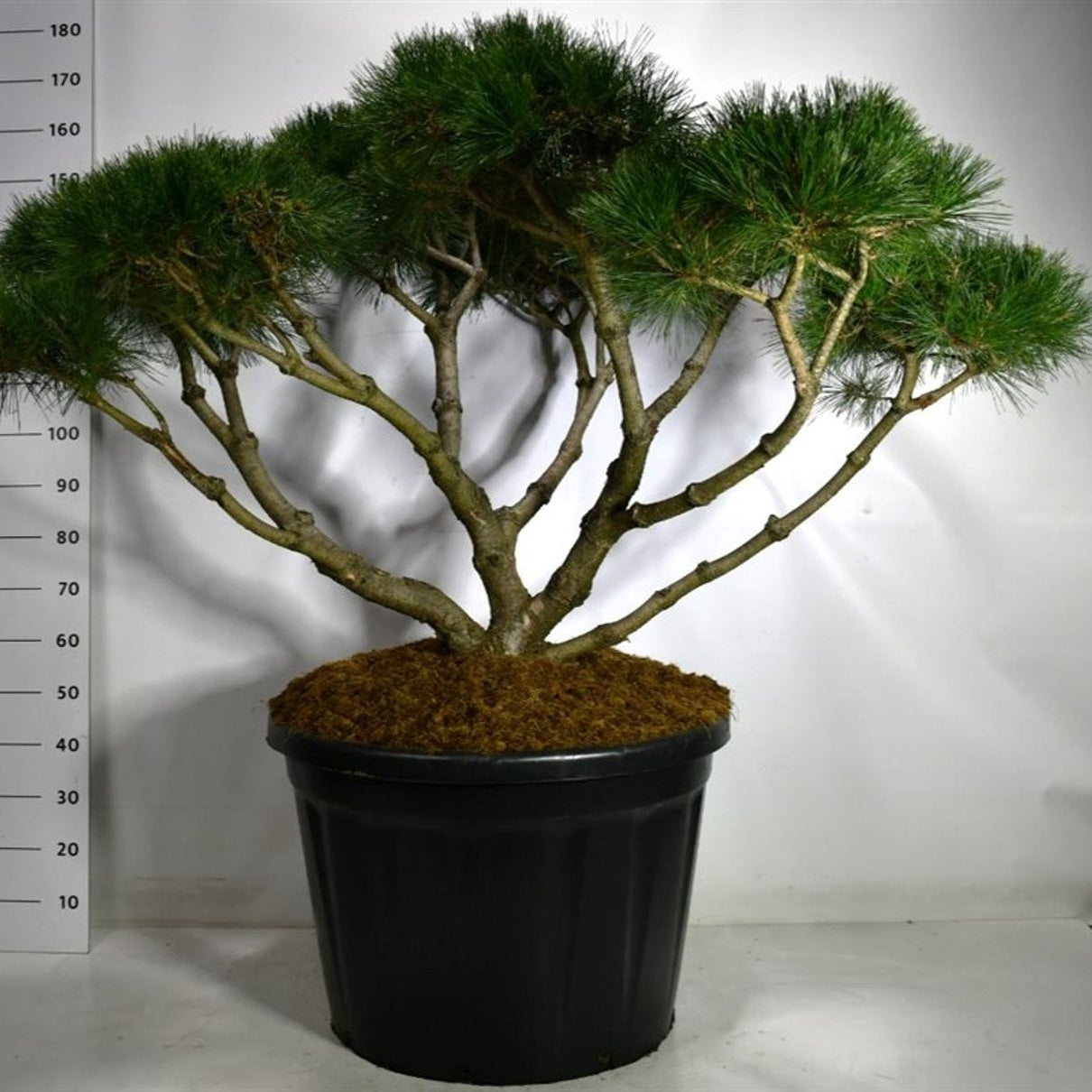 Svarttall – Pinus nigra 'Marie Bregeon' - C90 125-150 cm. Bonsai