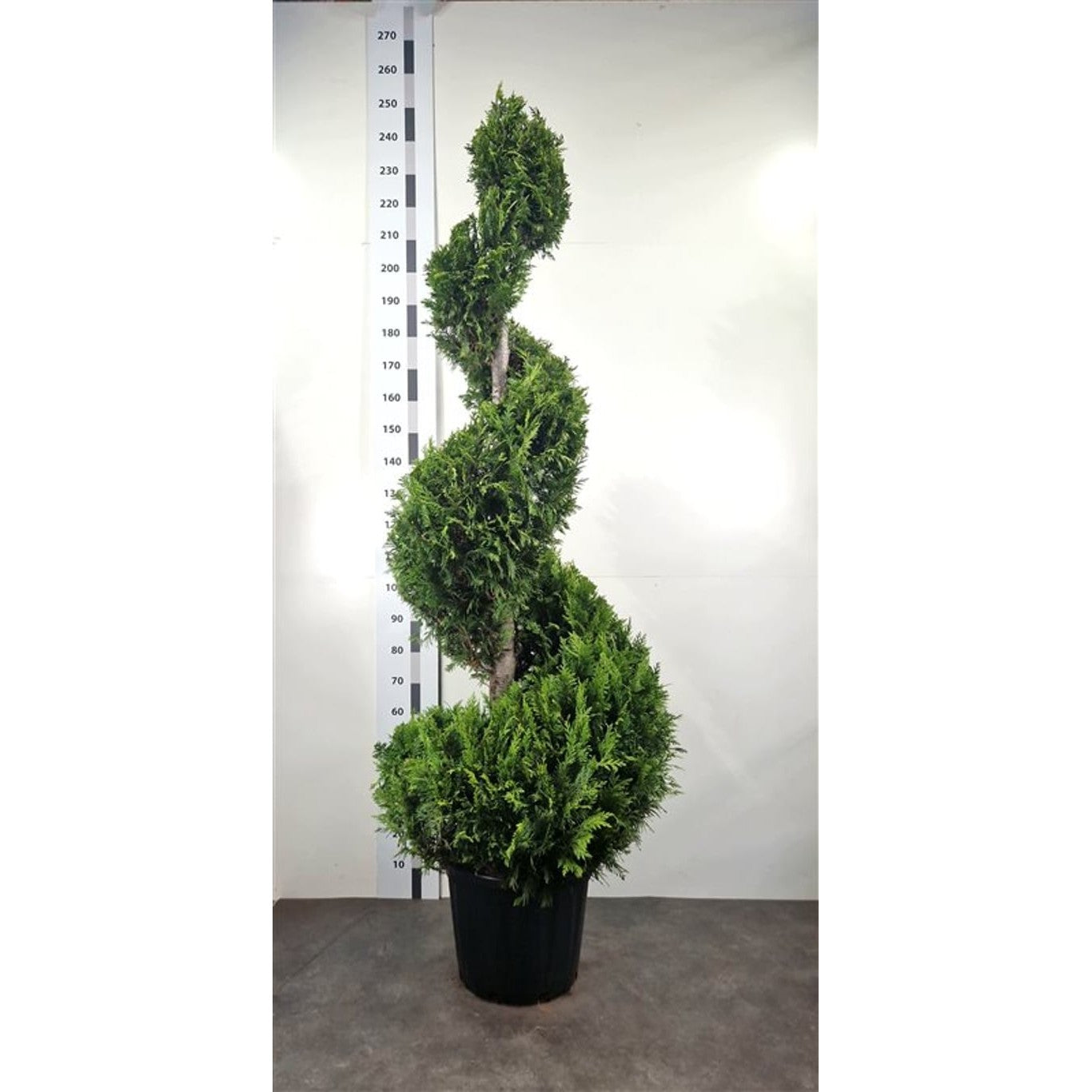 Ädelcypress – Chamaecyparis lawsoniana 'Yvonne' - 180-200 CM Spiral Cont.