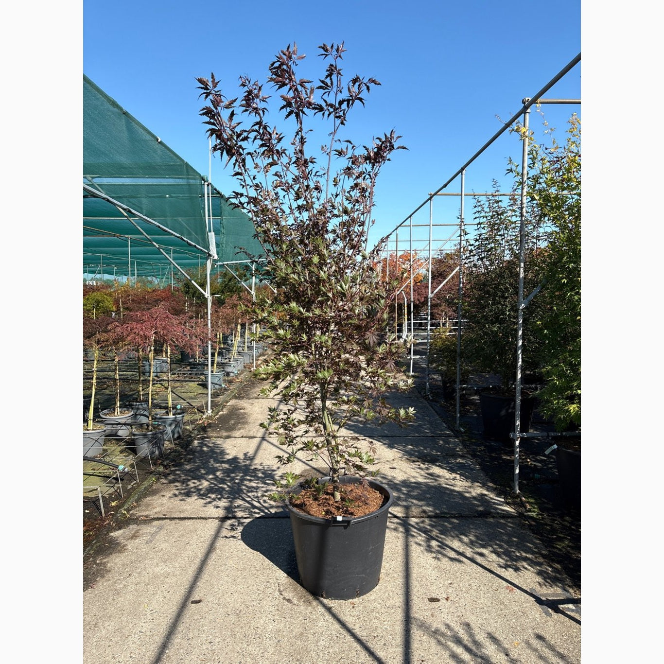 Japansk lönn – Acer pal. 'Burgundy Lace' - 250-275 CM in Cont.