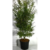 Japansk lönn – Acer palmatum 'Sumi-nagashi' - C70 200-250 cm.