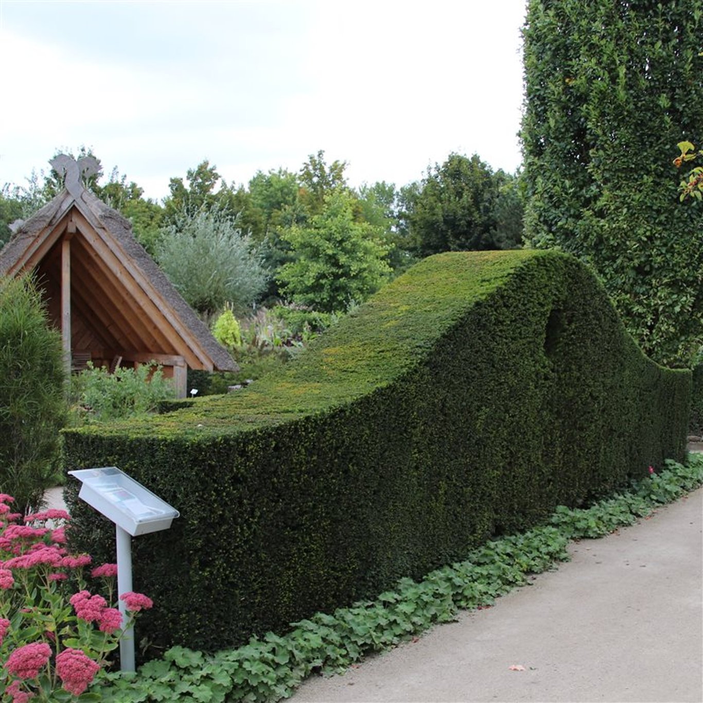 Idegran – Taxus baccata - C5 80-100 CM