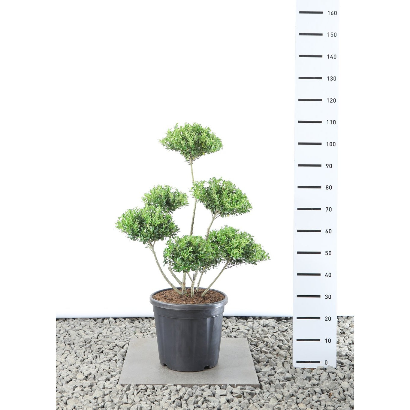 Järnek – Ilex maximowicziana kanehirae - 60-80 CM Multiplateau EXTRA in Cont.