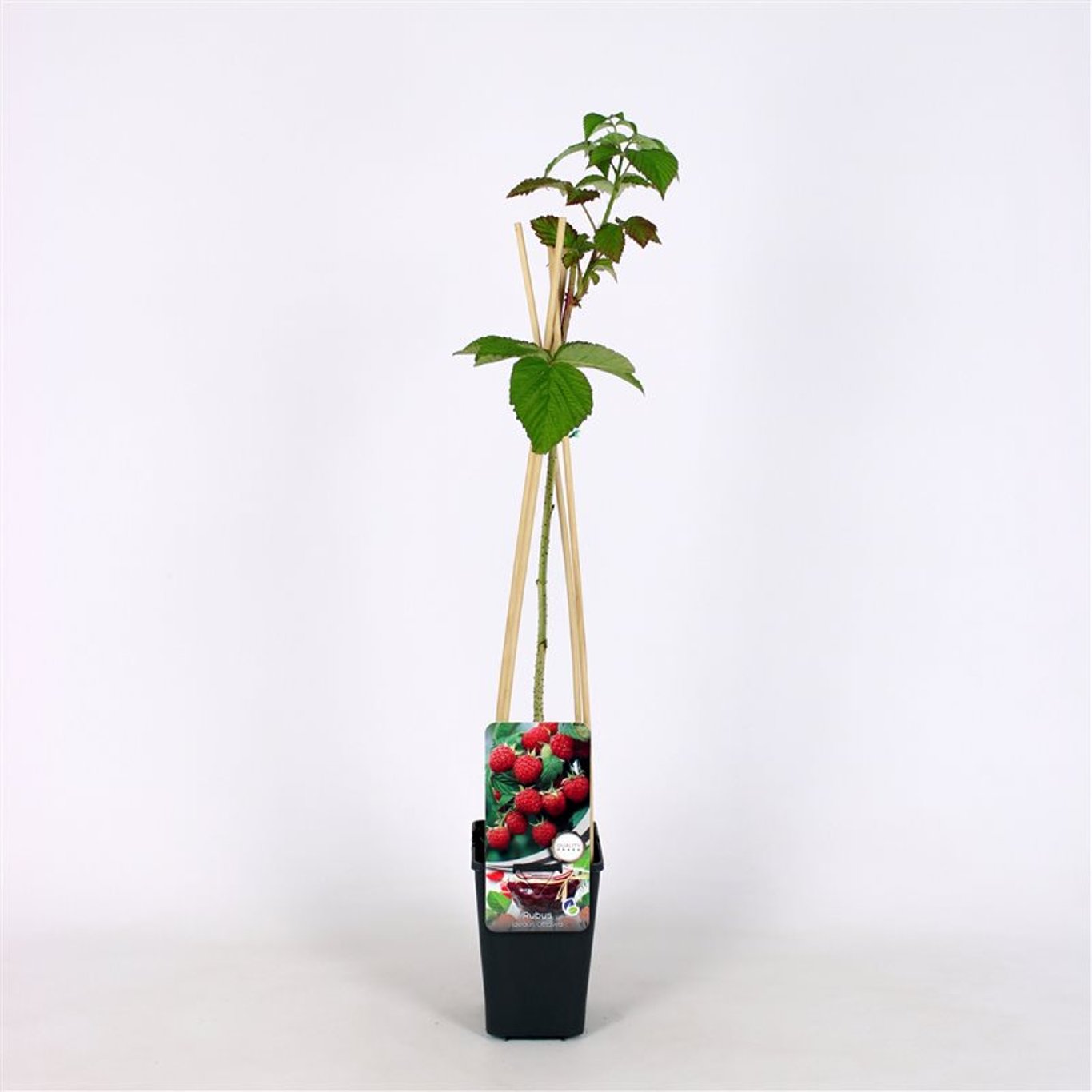 Hallon – Rubus idaeus 'Ottawa' - C2 70/+ CM