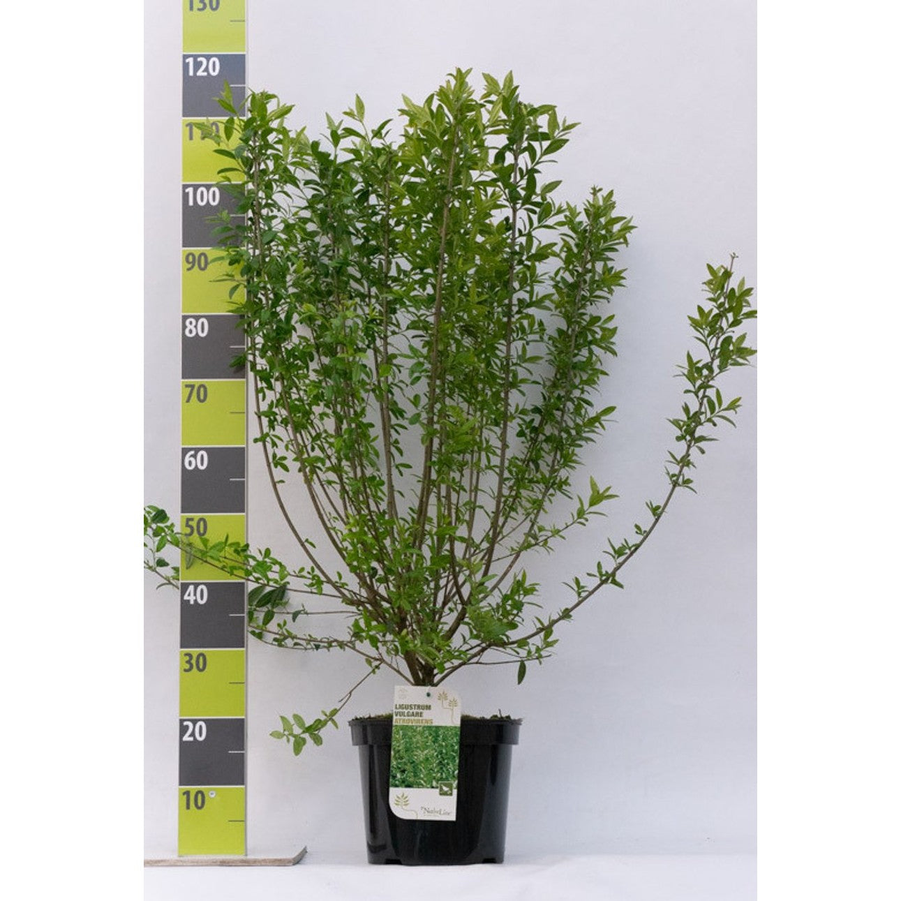 Liguster – Ligustrum vulgare 'Atrovirens' - C7.5 80-100 CM