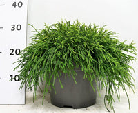 Ädelcypress – Chamaecyparis pisifera 'Sungold' - C5 30-40 cm.