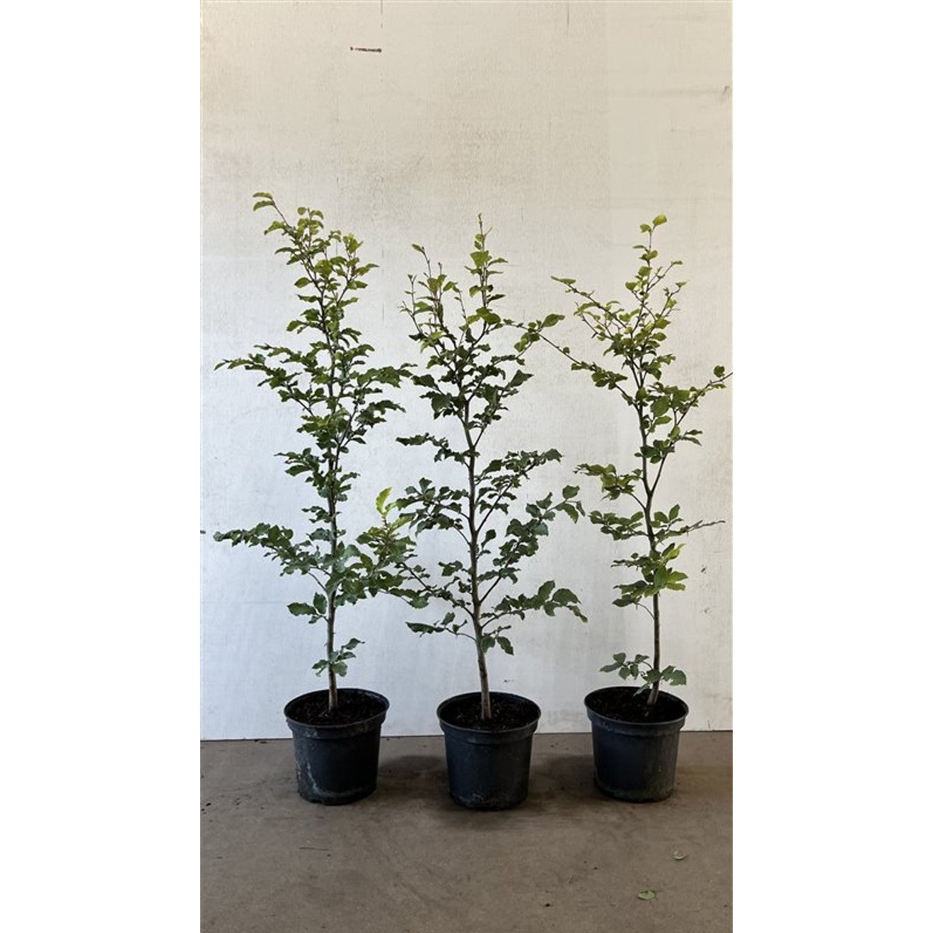 Blodbok – Fagus sylvatica - C5 80-100 CM