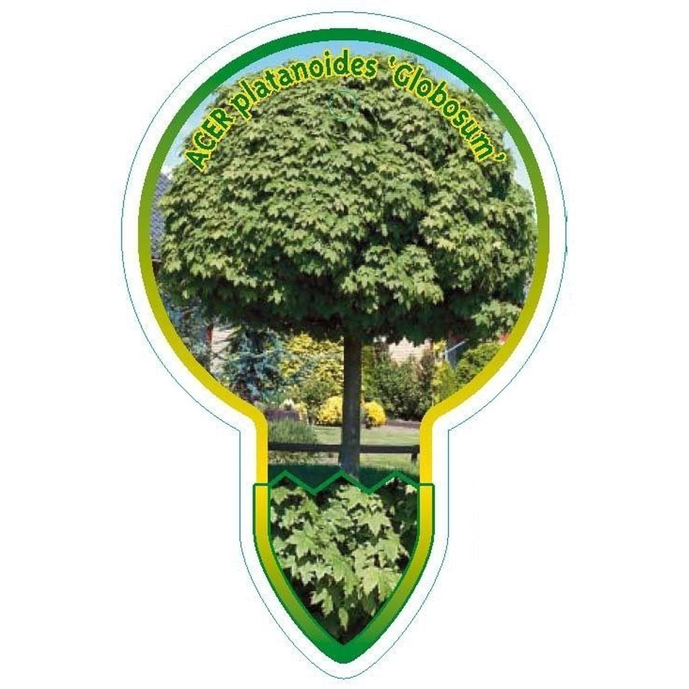 Skogslönn – Acer plat. 'Globosum' - 80 CM Stem C5