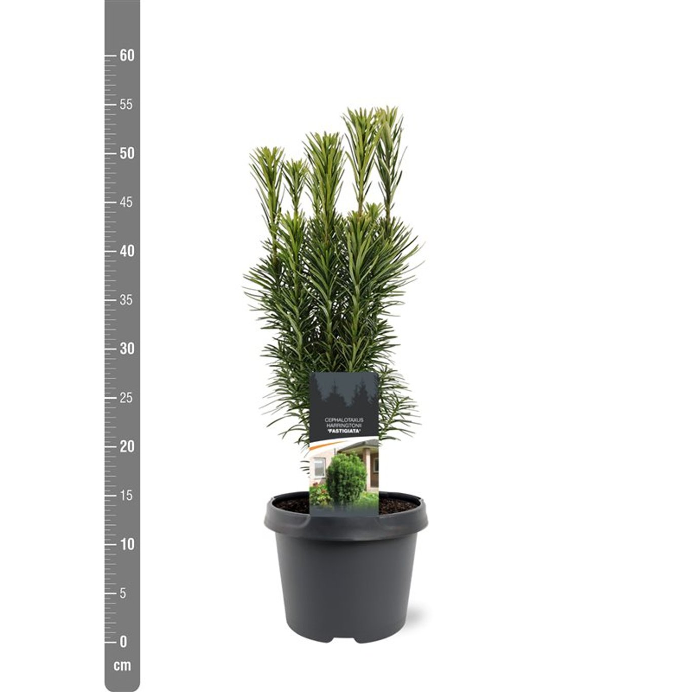 Plommonidegran – Cephalotaxus harringtonii 'Fastigiata' - C3 30-40 CM