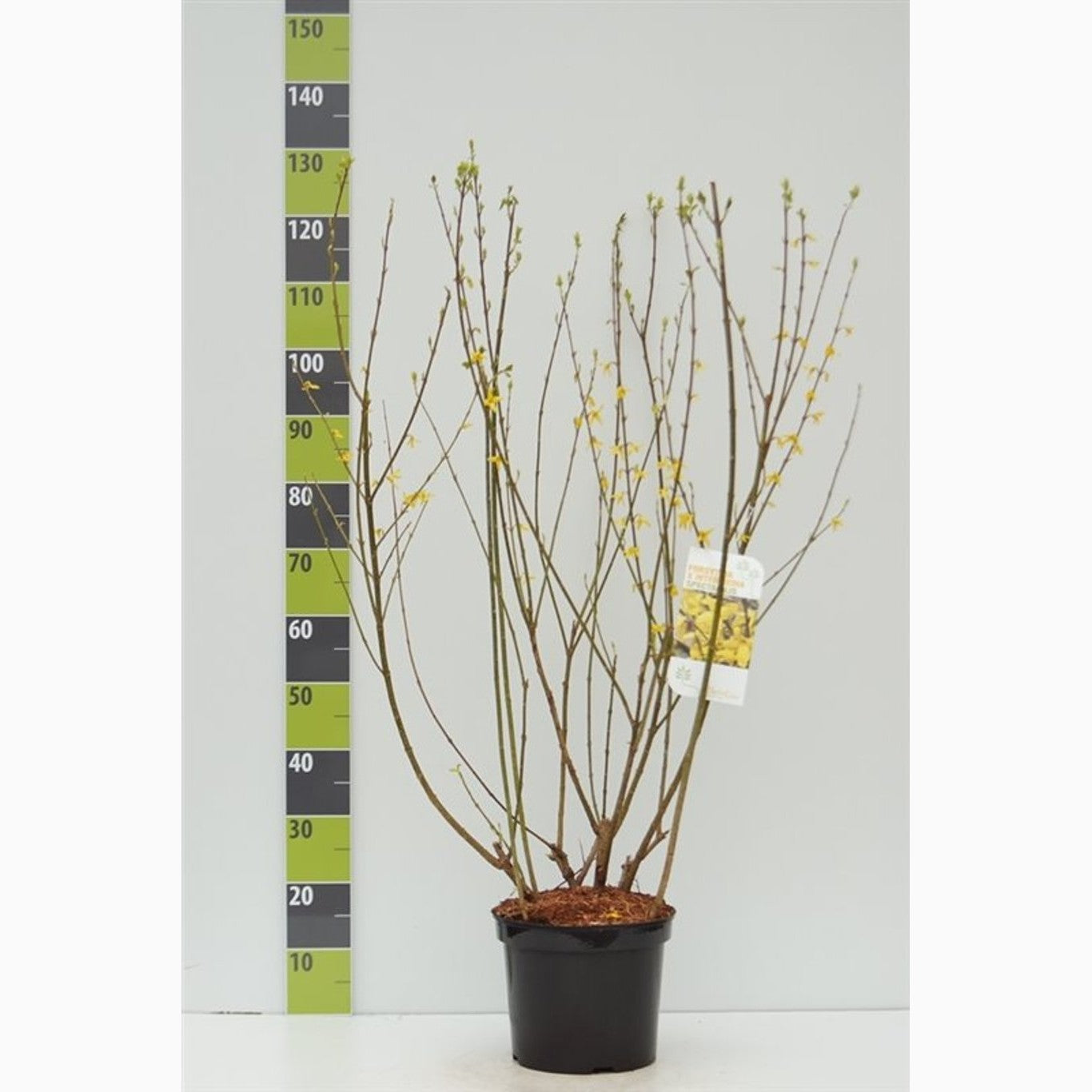 Forsythia – Forsythia intermedia 'Spectabilis' - C7.5 80-100 CM