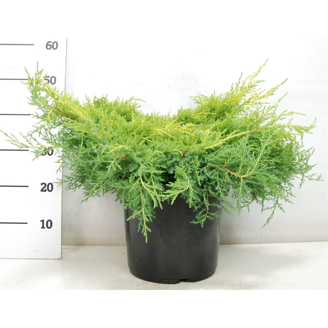 Pfitzer-en – Juniperus pfitzeriana 'Gold Star' - C12 50-60 CM