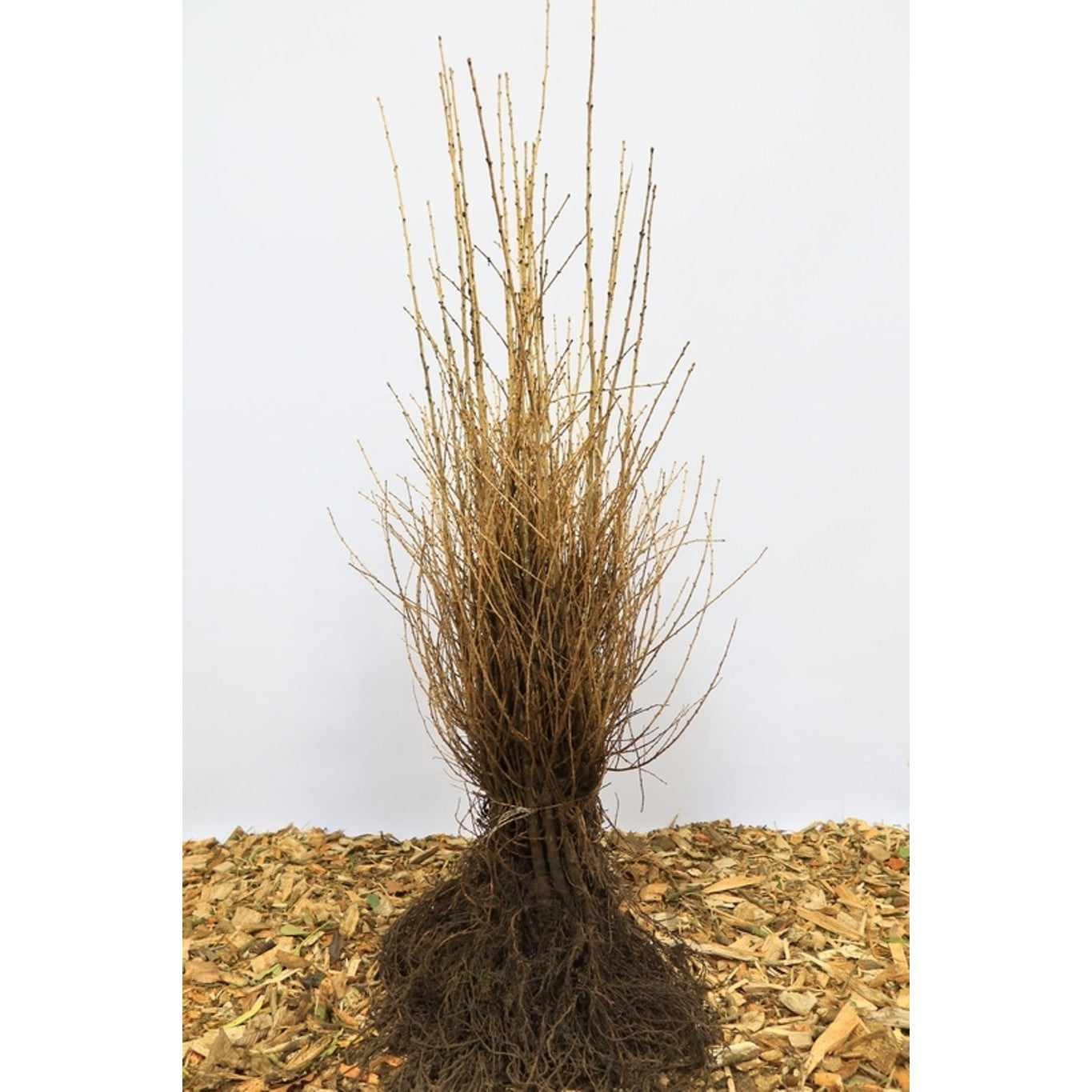 Lärk – Larix decidua - 50-80 CM bare root 1/1