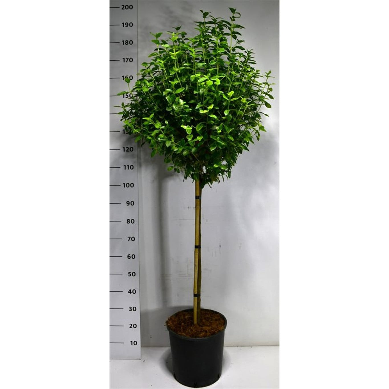 Glansolvon – Viburnum tinus 'Eve Price' - 80 CM Stem C20