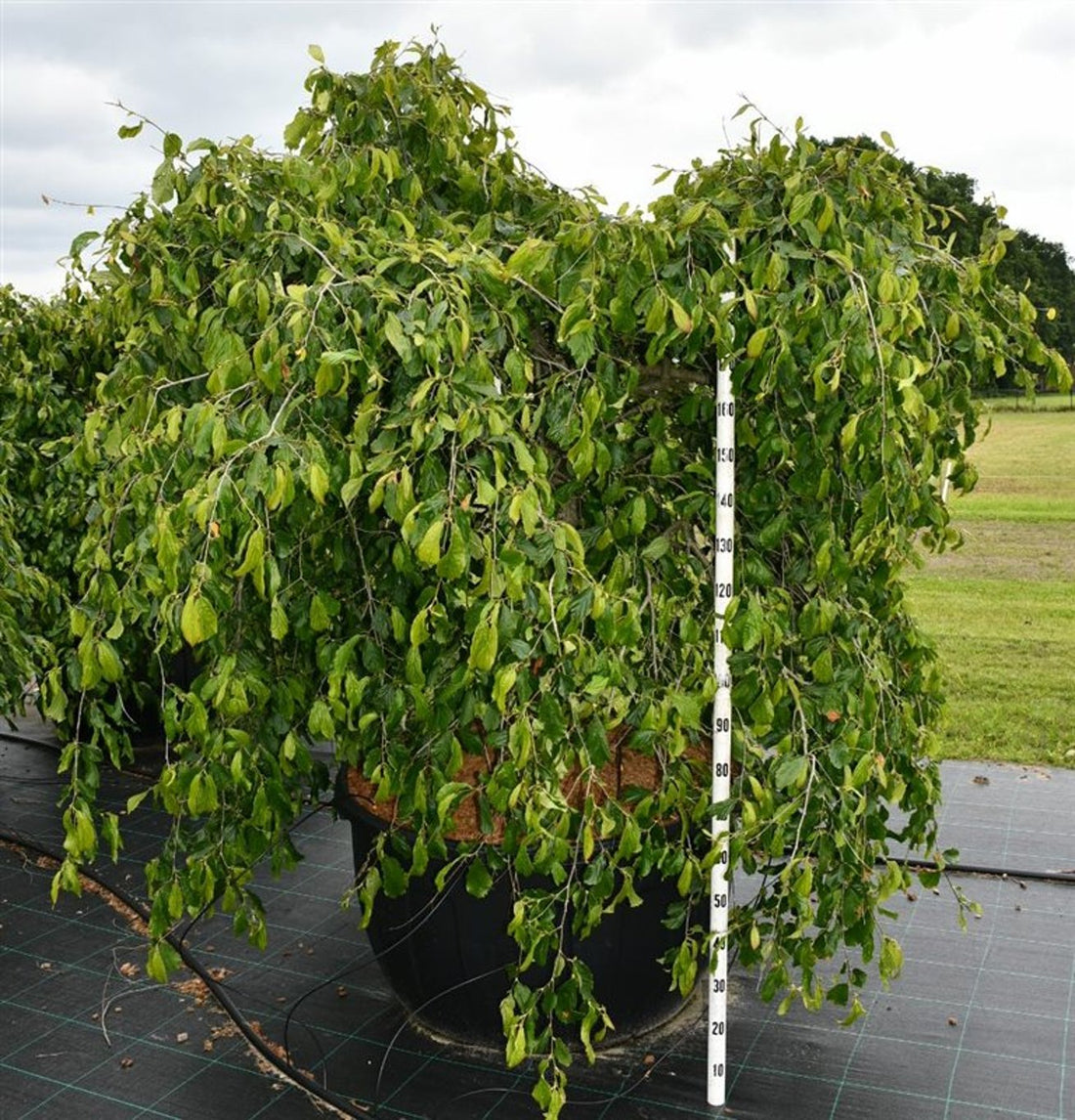 Persiskt järnträd – Parrotia persica &