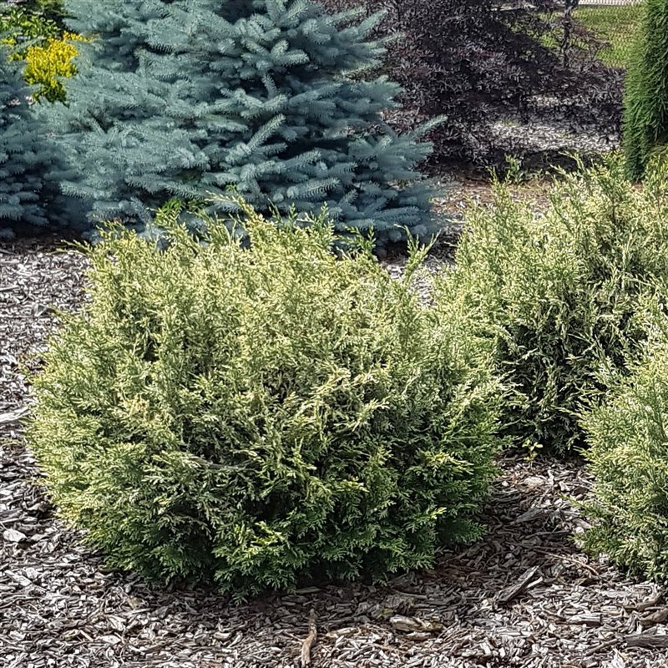 Ädelcypress – Chamaecyparis lawsoniana 'Pearly Swirls' ® - C3 25-30 CM